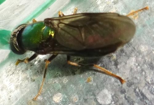 Chloromyia speciosa